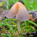 Coprinellus bisporiger mushroom