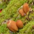 Coprinellus bisporus mushroom