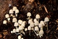 Coprinellus disseminates, fairy inkcap, inky cap, trooping crumble cap Royalty Free Stock Photo