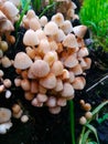 Coprinellus disseminatus commonly known as trooping crumble cap, fairy inkcup. A lot of tiny mushrooms on a tree stump