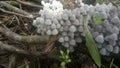 Coprinellus disseminatus Fairy inkcapFungus