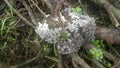 Coprinellus disseminatus Fairy inkcapFungus mushroom
