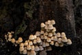 Coprinellus disseminatus. Fairy inkcap. Trooping crumble cap mushrooms on tree trunck in nature