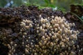 Coprinellus disseminatus. Fairy inkcap. Trooping crumble cap mushrooms on tree trunck in nature