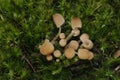 Coprinellus disseminatus fungus