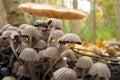 Coprinellus disseminatus - gray small mushrooms growing in a big pile on an old tree. Begin to grow in autumn in Europe and Asia