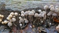 Coprinellus disseminatus mushrooms