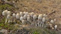 Coprinellus disseminatus mushrooms