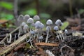 Coprinellus disseminatus mushrooms