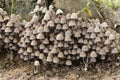 Coprinellus disseminatus mushrooms