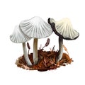 Coprinellus impatiens mushroom closeup digital art illustration. Boletus has deep narrow grooves in cap. Fungus has white fruit