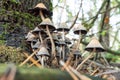 Coprinellus micaceus - cluster of fungus grows on underground tree roots in the forest close-up