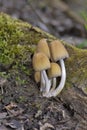 Coprinellus micaceus is a common and beautiful mushroom. Easily recognized by the yellow-brown caps, clustered fruiting habit
