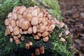 Coprinellus micaceus