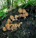 Coprinellus micaceus growing in a group