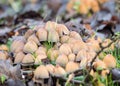 Coprinellus micaceus mushroom