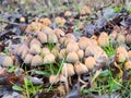 Coprinellus micaceus mushroom