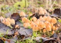 Coprinellus micaceus mushroom