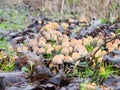 Coprinellus micaceus mushroom