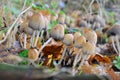 Coprinellus micaceus mushroom in deep forest