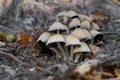 Coprinellus micaceus (Tulosesus impatiens) , the mica cap, glistening inky cap, or shiny cap mushroom