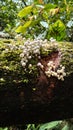 Coprinellus mushroom plants