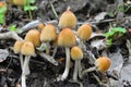 Coprinellus saccharinus mushrooms, inkcap