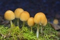 Coprinellus saccharinus mushrooms