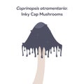 Coprinopsis atramentaria inky cap mushroom vector illustration graphic