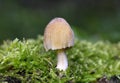 Coprinopsis atramentaria commonly known as the common ink cap, tippler\'s bane, or inky cap is an mushroom found in Europe Royalty Free Stock Photo