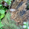 Coprinopsis lagopus: a fungus that grows on dead trees