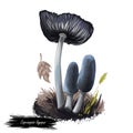 Coprinopsis lagopus or harefoot mushroom closeup digital art illustration. It grows in groups. Boletus has greyish blue cap. Royalty Free Stock Photo