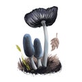 Coprinopsis lagopus or harefoot mushroom closeup digital art illustration. It grows in groups. Boletus has greyish blue cap. Royalty Free Stock Photo