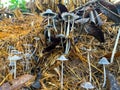 Coprinopsis lagopus mushroom or commonly called rabbit foot fungus