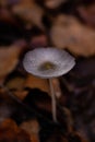 Coprinopsis lagopus mushroom known as Haresfoot clover in the forest during fall season Royalty Free Stock Photo