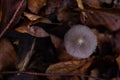 Coprinopsis lagopus mushroom known as Haresfoot clover in the forest during fall season