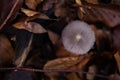 Coprinopsis lagopus mushroom known as Haresfoot clover in the forest during fall season Royalty Free Stock Photo