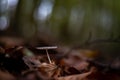 Coprinopsis lagopus mushroom known as Haresfoot clover in the forest during fall season