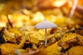 Coprinopsis mushroom between colorful leaves in autumn forest