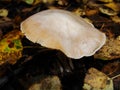 Coprinopsis mushroom between colorful leaves in autumn forest