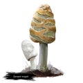 Coprinopsis variegata, scaly ink or feltscale inky mushroom closeup digital art illustration. Boletus has thin, oval shaped cap. Royalty Free Stock Photo