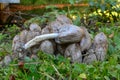 Coprinus atramentarius or Common Inkcap Royalty Free Stock Photo