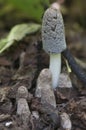 Coprinus cinereus mushrooms