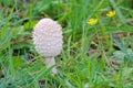 Coprinus comatus