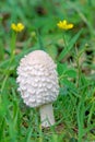 Coprinus comatus