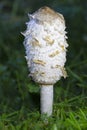 Coprinus comatus, commonly known as the shaggy ink cap, lawyer\'s wig, or shaggy mane Royalty Free Stock Photo