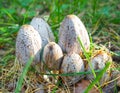 Coprinus comatus group close up. Young poisonous mushrooms in the forest, macro Royalty Free Stock Photo