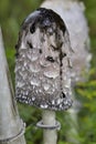 Coprinus comatus. When the inside of the hat turns black, the fungus secretes a black, ink-like liquid filled with spores. Royalty Free Stock Photo