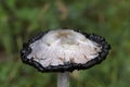 Coprinus comatus. When the inside of the hat turns black, the fungus secretes a black, ink-like liquid filled with spores. Royalty Free Stock Photo