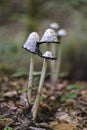 Coprinus comatus Royalty Free Stock Photo